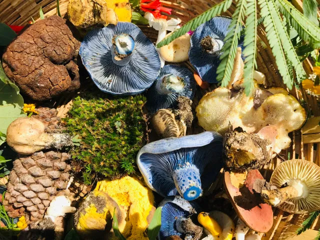 Mushroom Experience & Hike by Simbiosis